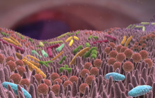 Dünndarmfehlbesiedelung SIBO (Small Intestinal Bacterial Overgrowth)